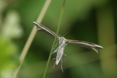 Merrifieldia tridactyla