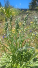 Frasera albicaulis
