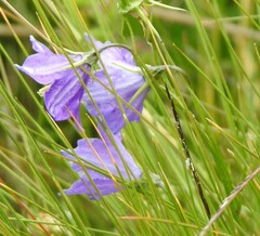 Campanula herminii