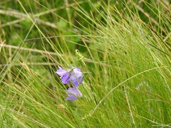 Campanula herminii