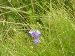 Campanula herminii