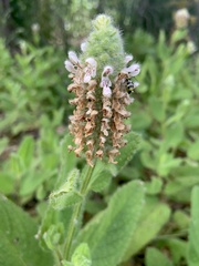 Stachys pycnantha