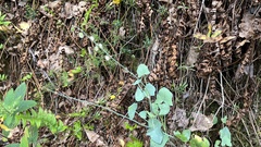 Aristolochia clematitis
