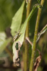 Brachycoleus decolor