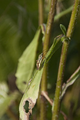 Brachycoleus decolor
