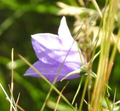 Campanula herminii