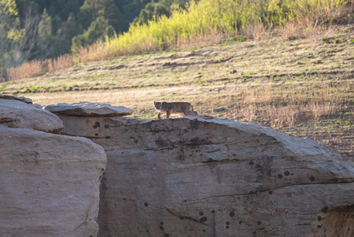 North American Mountain Lion photographed in Colorado