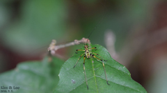 Phaneroptera nigroantennata