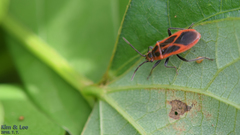 Arocatus melanostoma