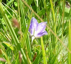 Campanula herminii