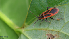 Arocatus melanostoma