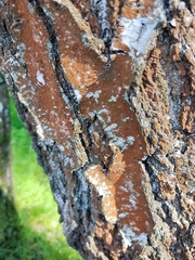 Trentepohlia umbrina