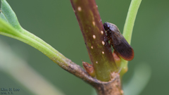Eoscarta assimilis