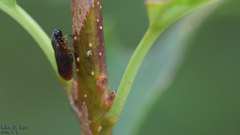 Eoscarta assimilis