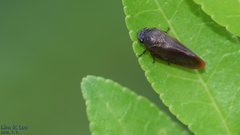 Eoscarta assimilis