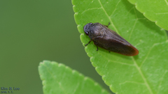 Eoscarta assimilis