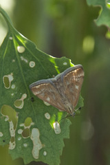 Loxostege sticticalis