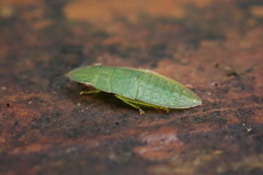 Petalocephala