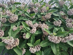 Asclepias syriaca