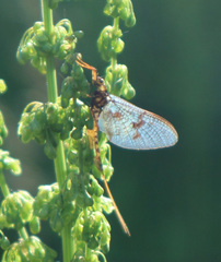 Ephemera vulgata