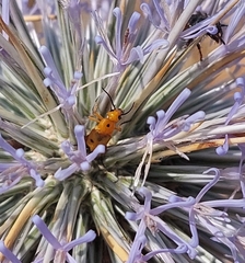 Nemognatha chrysomelina