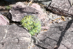 Melocactus concinnus