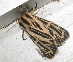 Apantesis virguncula