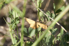 Idaea serpentata