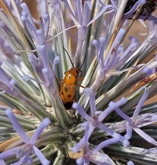 Nemognatha chrysomelina