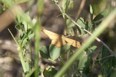 Idaea serpentata