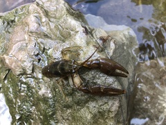 Astacoidea