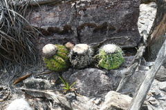 Melocactus concinnus
