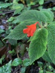 Begonia pectennervia