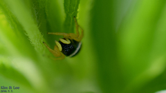 Heliophanus ussuricus