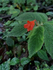 Begonia pectennervia