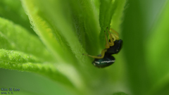 Heliophanus ussuricus