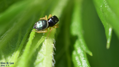 Heliophanus ussuricus