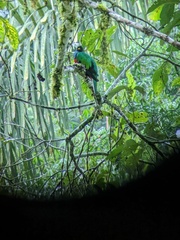 Pharomachrus antisianus