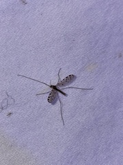 Erioptera armata