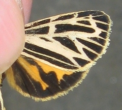 Apantesis virguncula