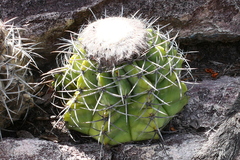 Melocactus concinnus