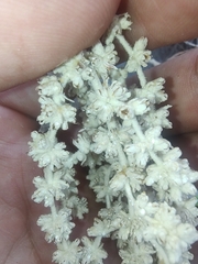 Buddleja crotonoides