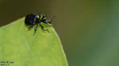 Compsapoderus erythropterus