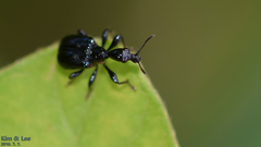 Compsapoderus erythropterus