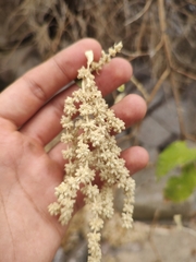 Buddleja crotonoides