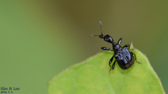 Compsapoderus erythropterus