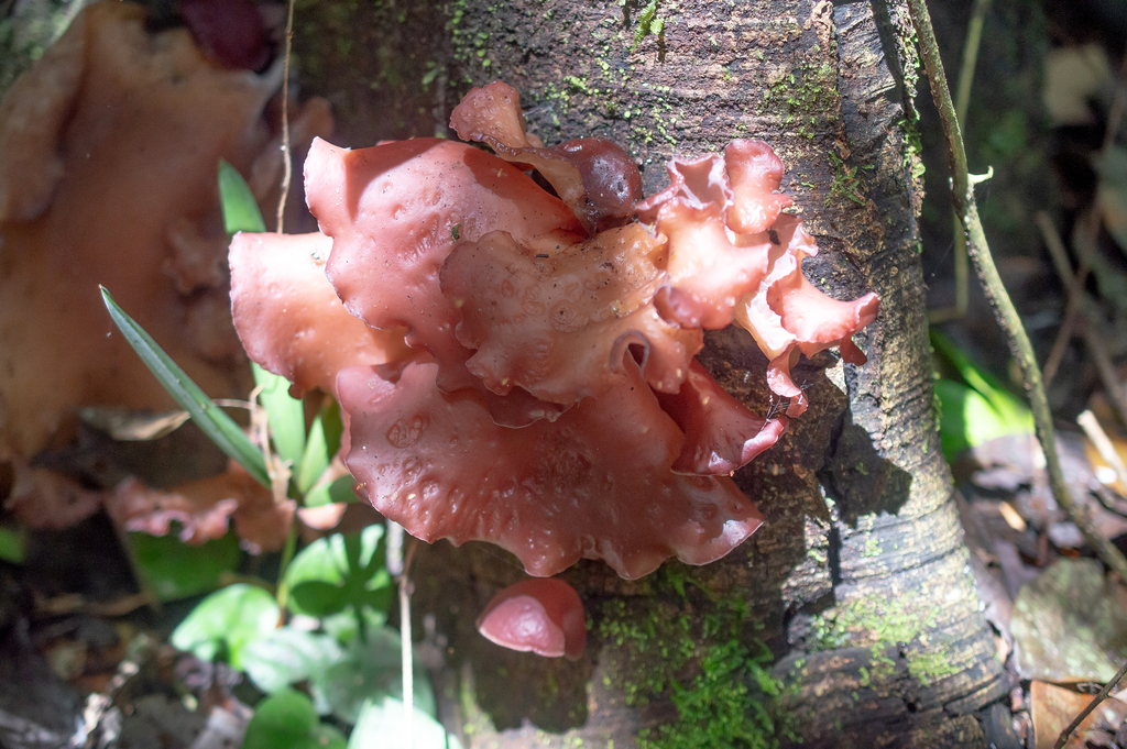 Auricularia fuscosuccinea · June 2017 · photo: © w_endo (iNaturalist, cc0)