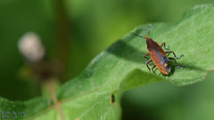 Lixus impressiventris