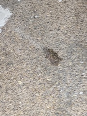 Rhinella horribilis