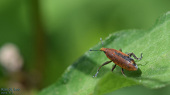 Lixus impressiventris